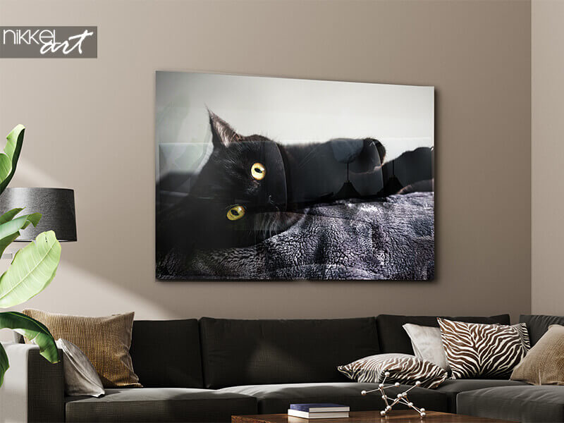 cat on acrylic print